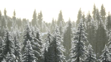 Luftaufnahme-Des-Waldes-Am-Kalten-Wintermorgen